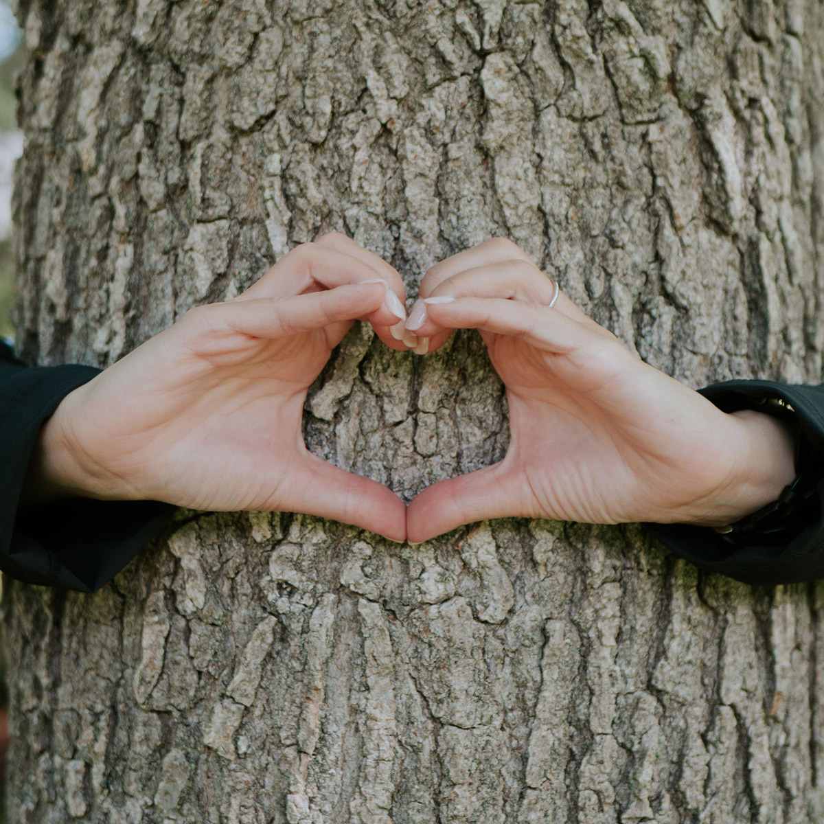 arboreal-solutions-love arboreal-solutions-love