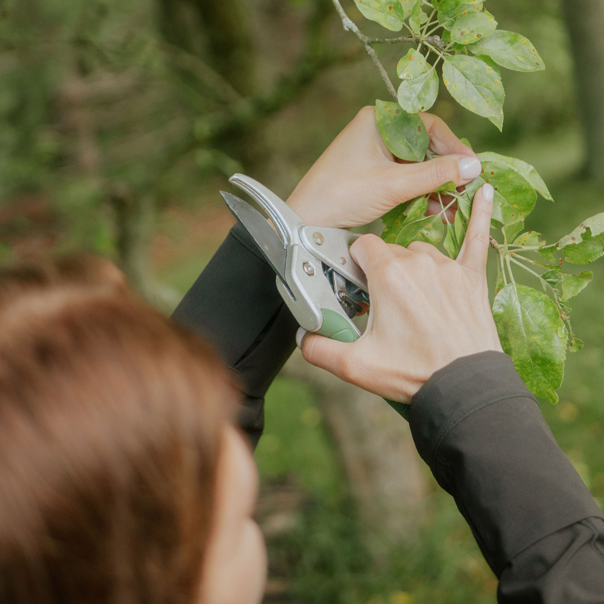 arboreal-solutions-tree-care-01p arboreal-solutions-tree-care-01p