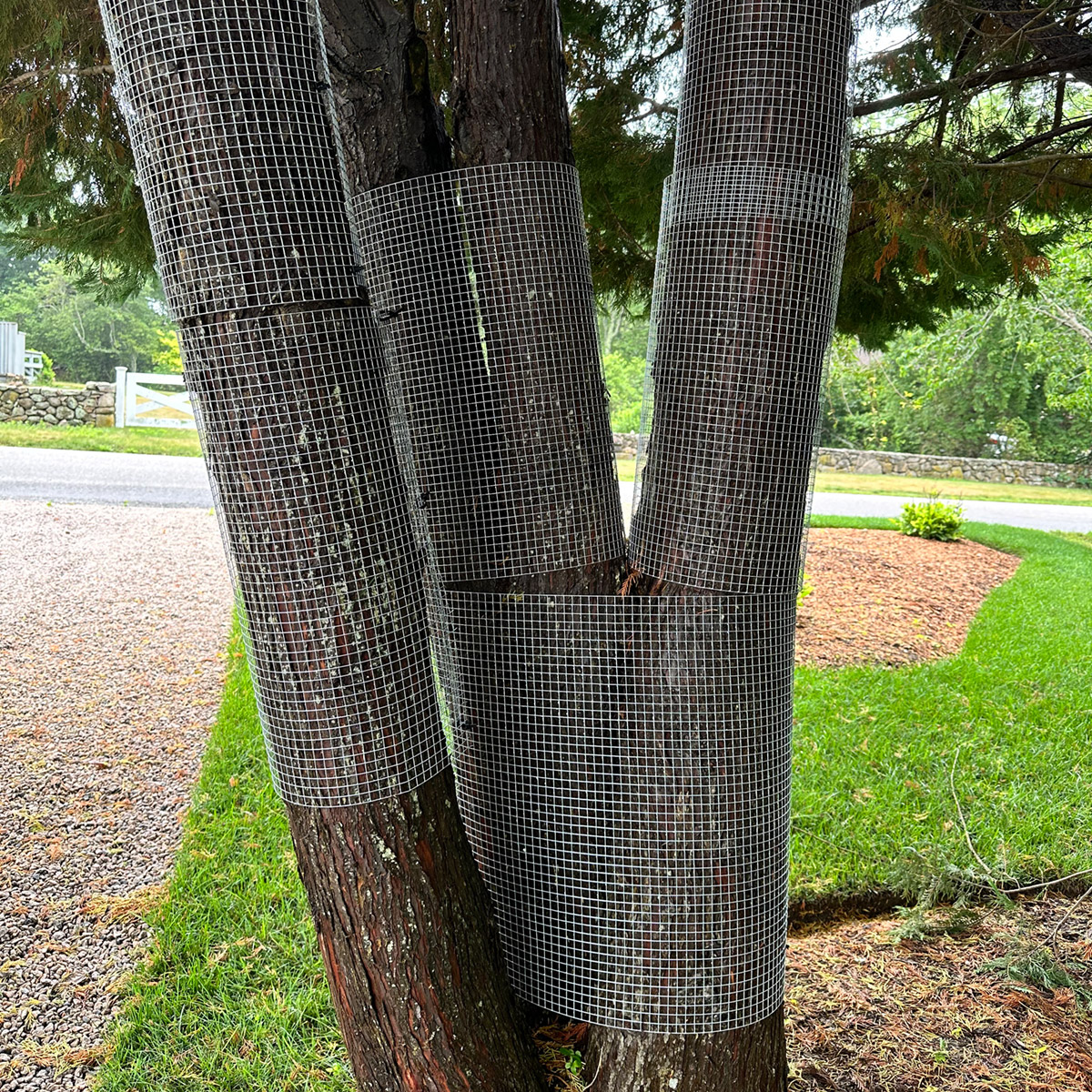 trusted-arborist-ri