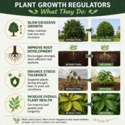 Plant-Growth-Regulators