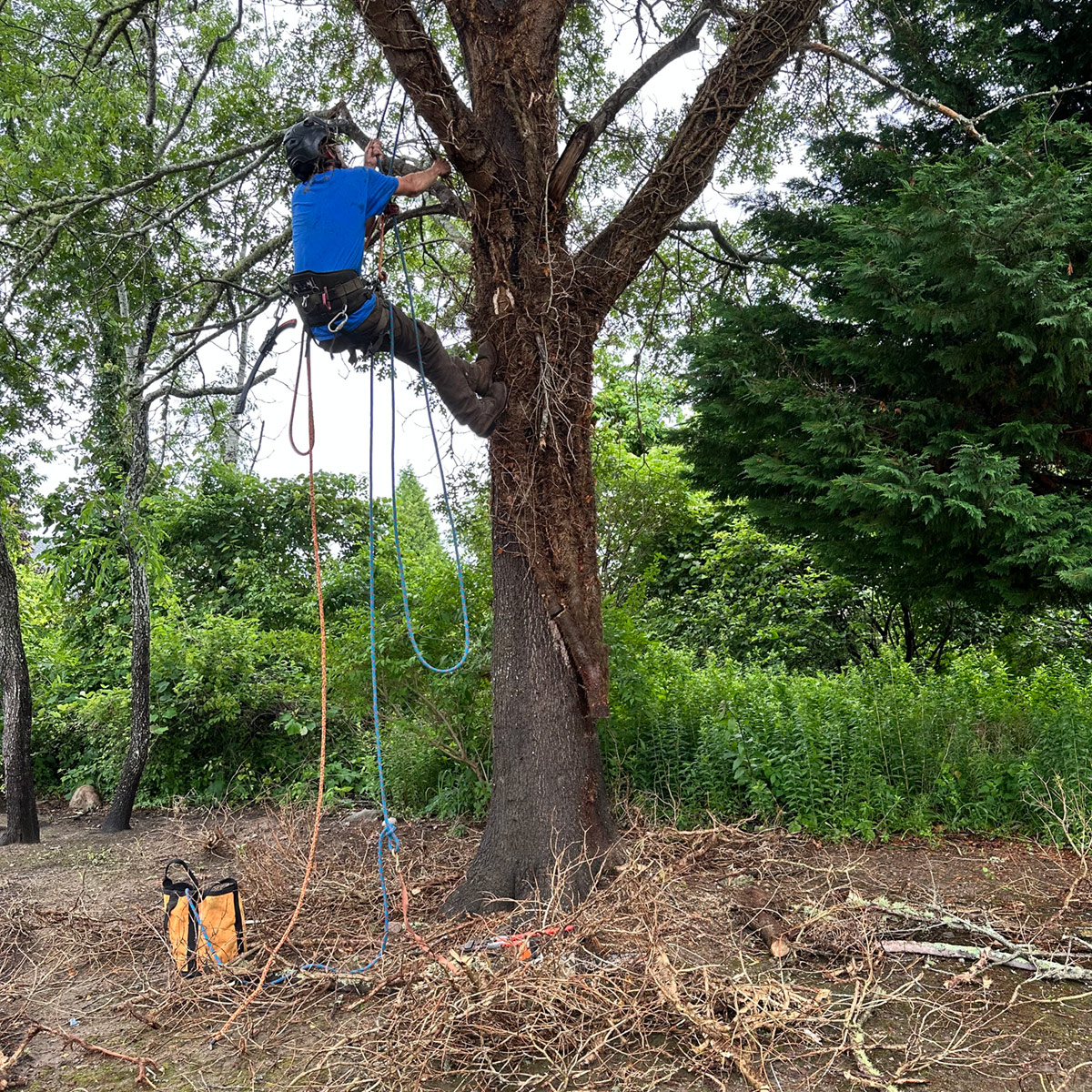 tree-work-rhode-island